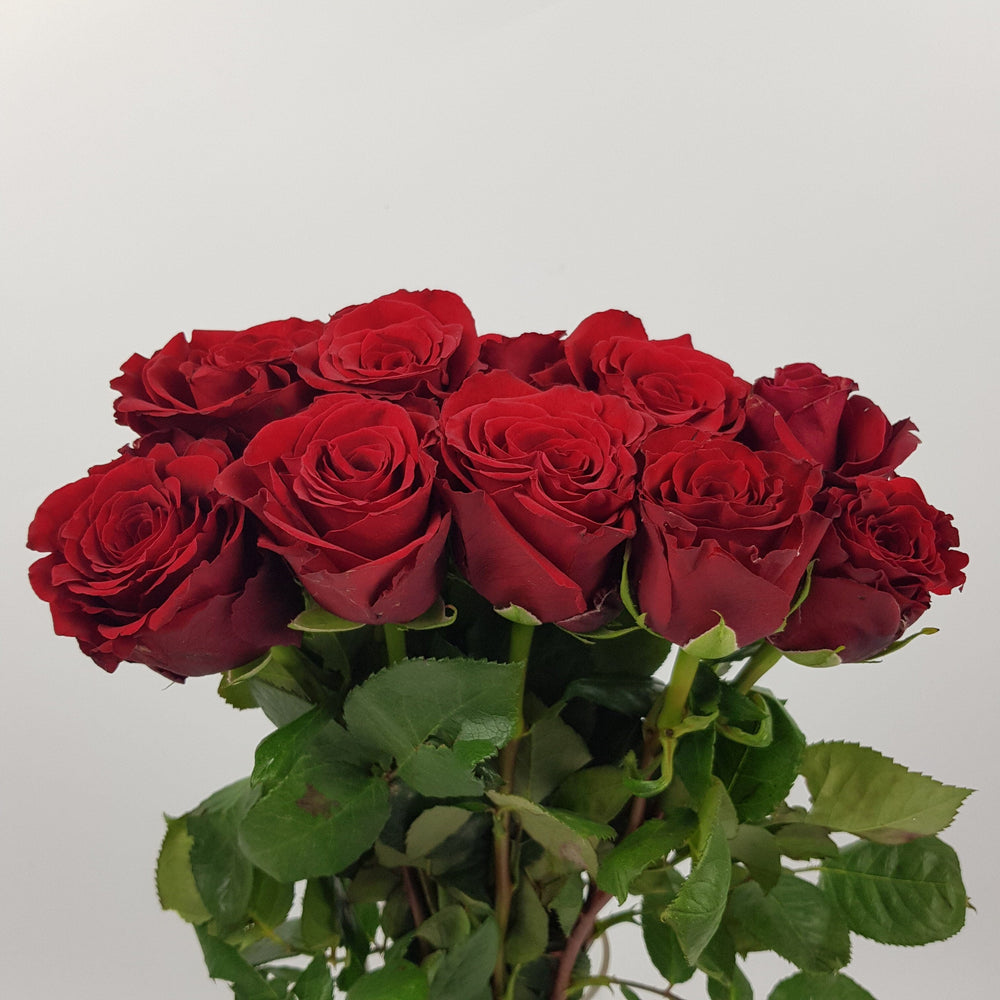 Rose 50cm Freedom (Imported) - Red [10 Stems]