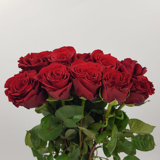 Rose 40cm Explorer (Imported) - Red [10 Stems]