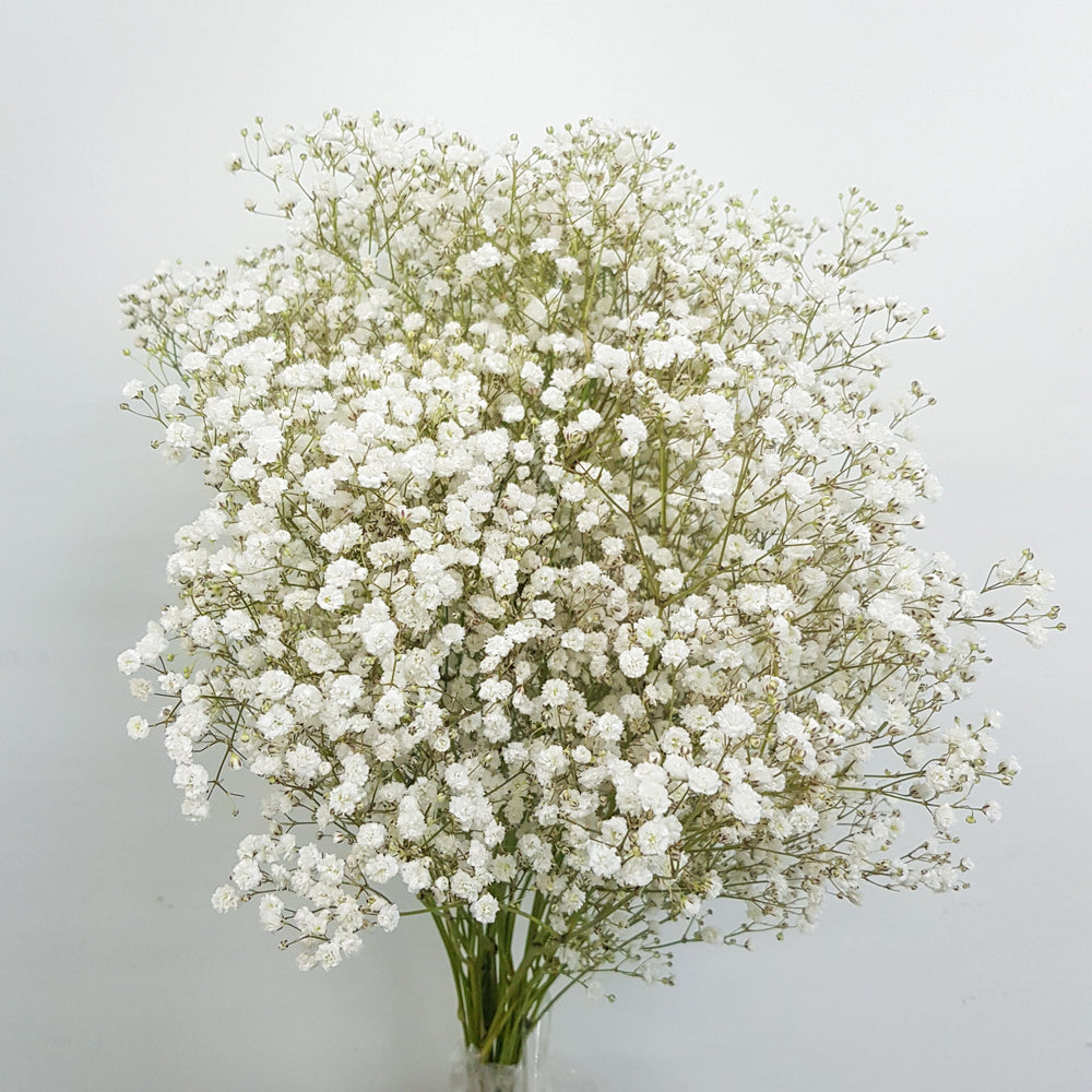 Gypsophilla Baby Breath (Imported) - White [25 Stems]
