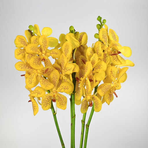 Orchid (Impoted) - Yellow [5 Stems] L
