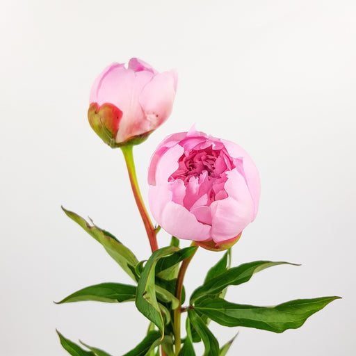 Peony (Imported) 2 stems - Light Pink