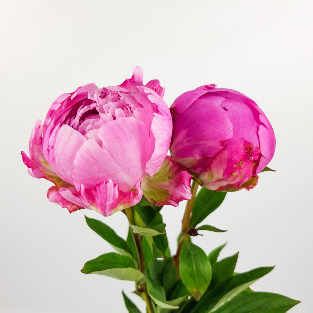 Peony (Imported) 2 stems - Pink