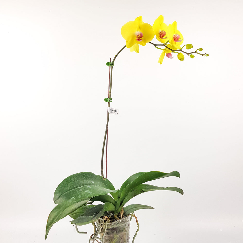 Phalaenopsis - Yellow (Without Pot)