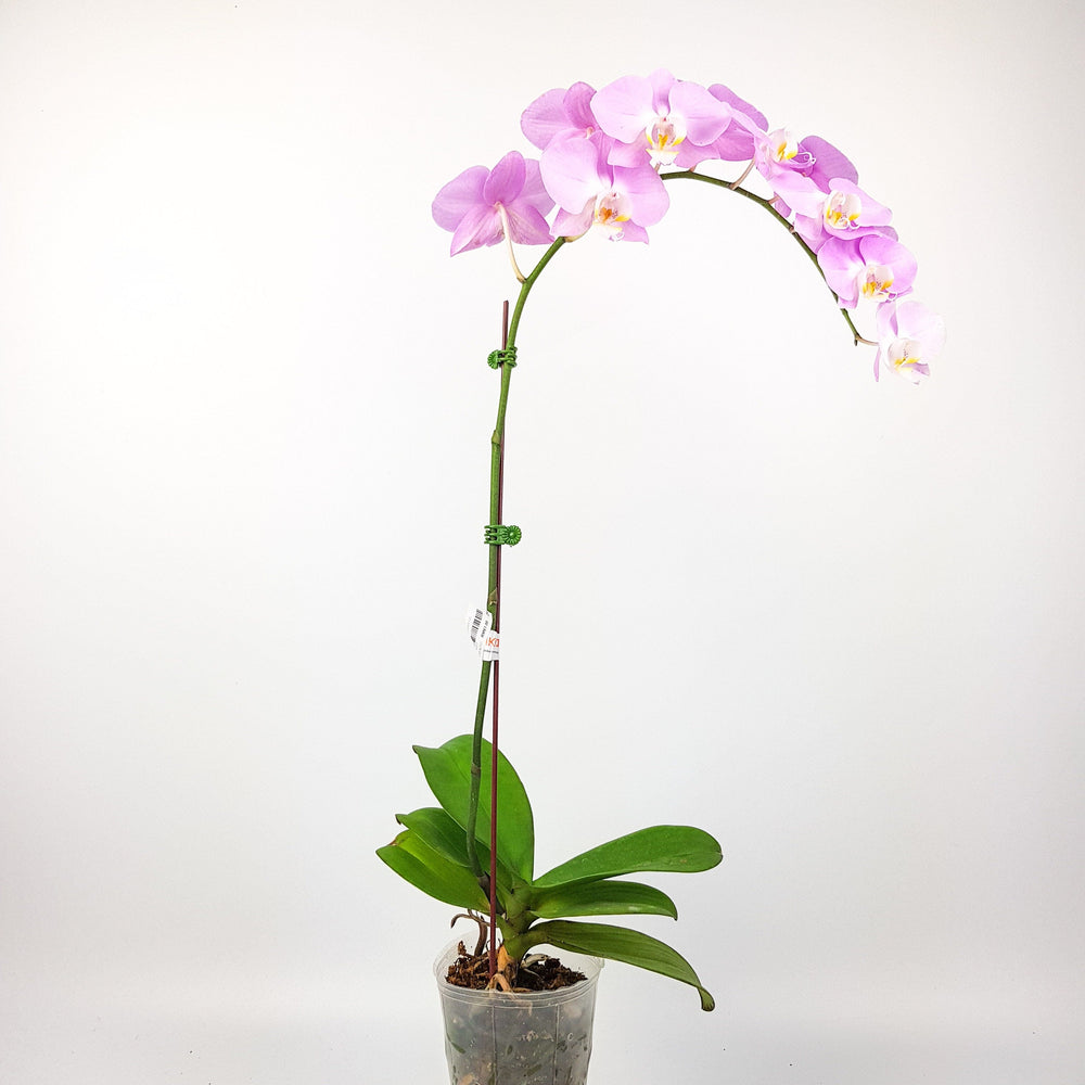 Phalaenopsis (Imported) - Light Purple