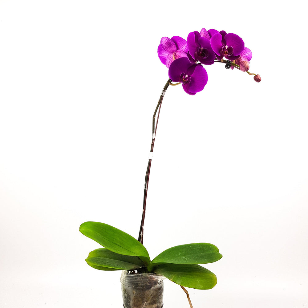 Phalaenopsis - Dark Purple (Without Pot)