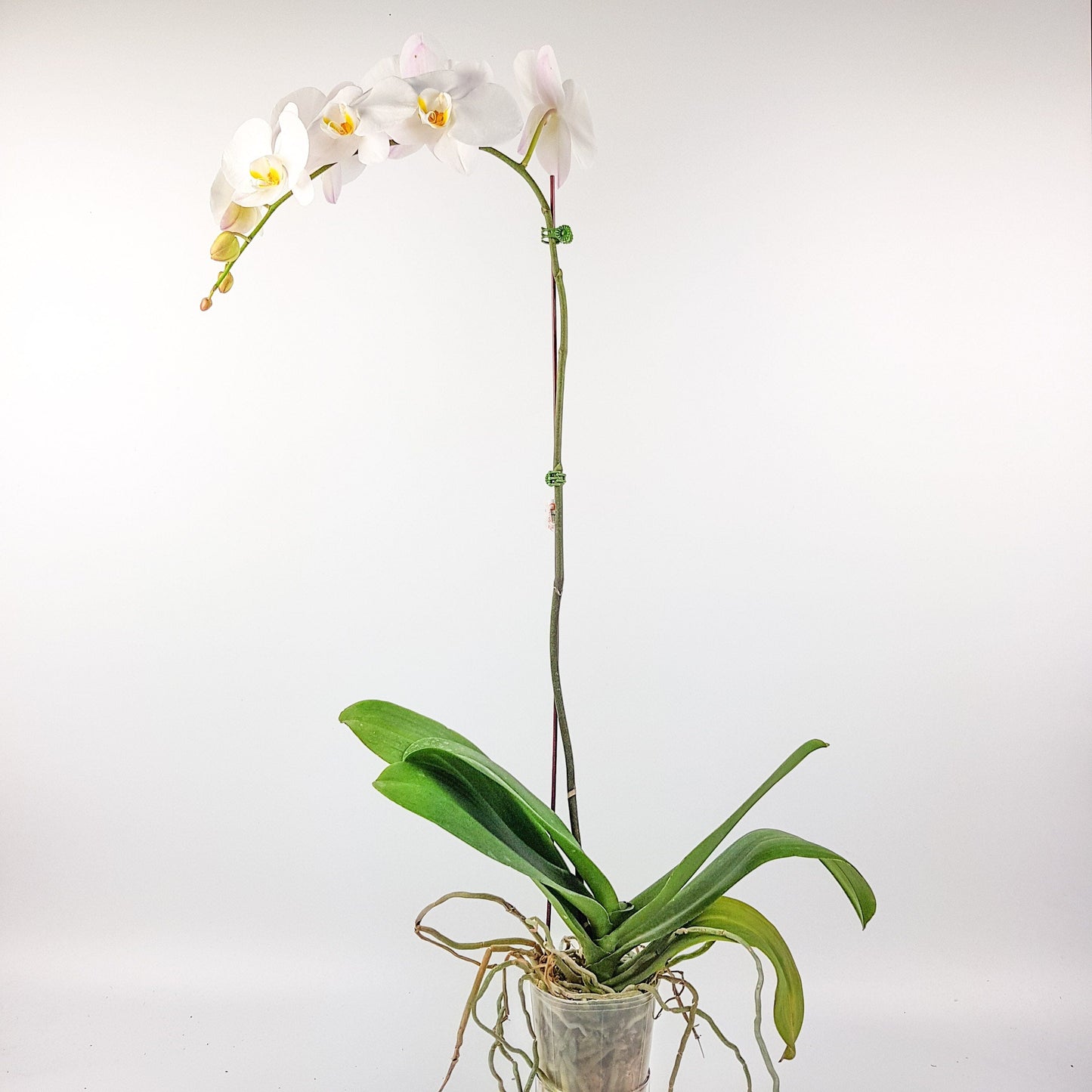 Phalaenopsis - White (Without Pot)