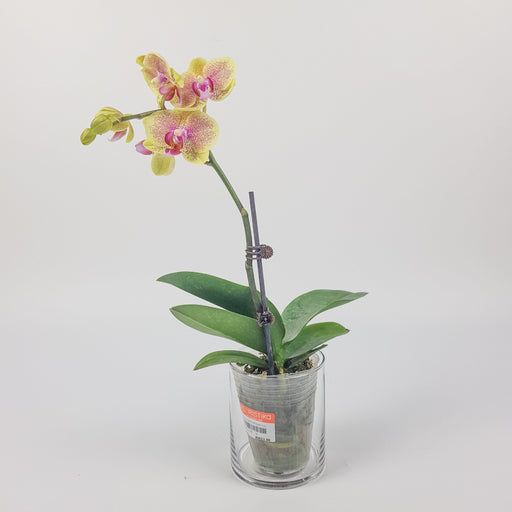 Phalaenopsis Mini (Imported) - Yellow Dotted