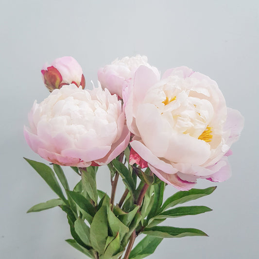 Peony Gardenia - Light Pink [3 Stems]