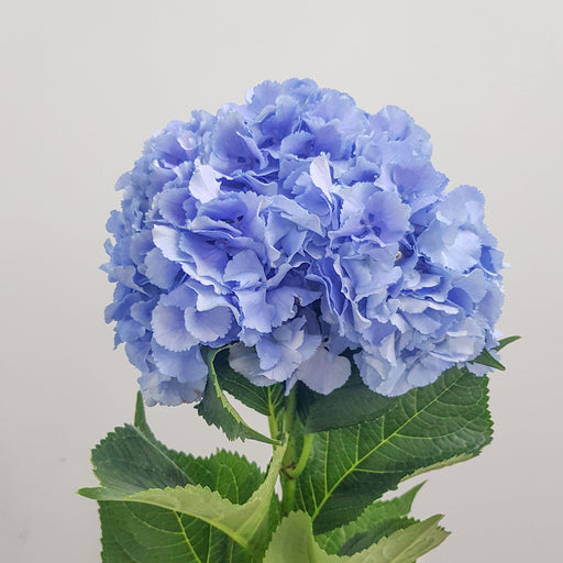 Hydrangea (Imported) - Blue