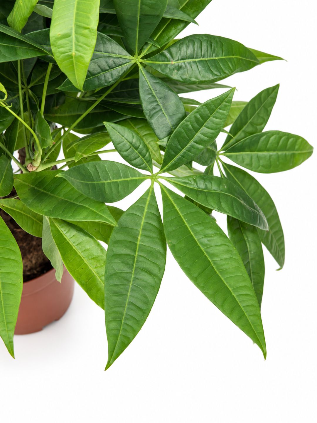 Close-up of Pachira Aquatica money tree leaves