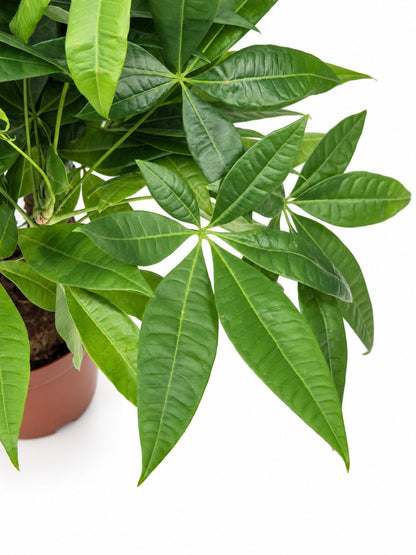 Close-up of Pachira Aquatica money tree leaves