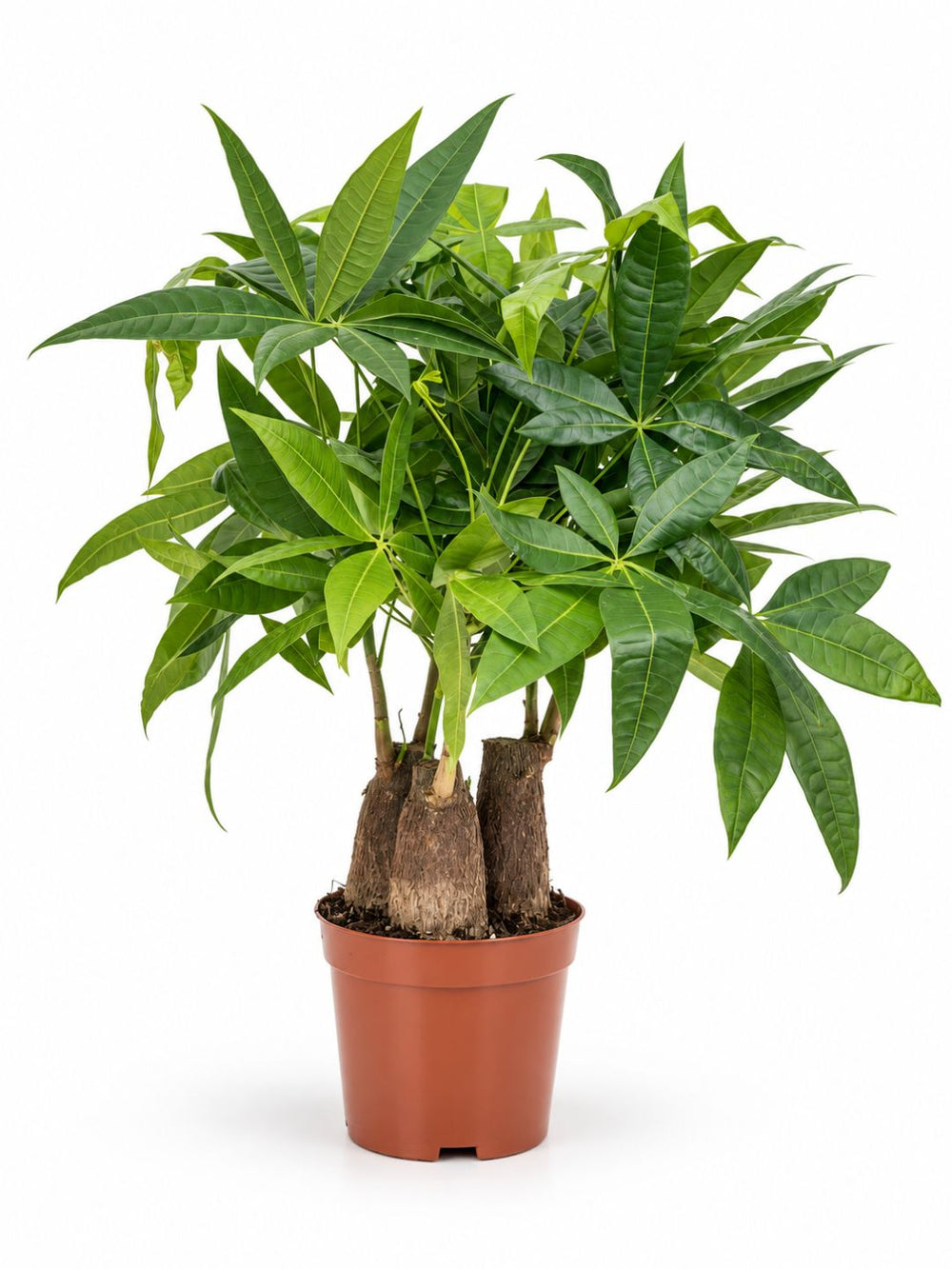 Pot Pachira Aquatica (P140)