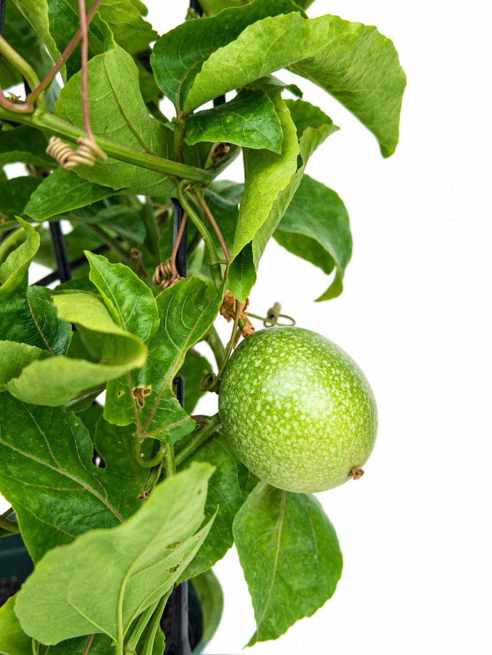 Pot Passion Fruit