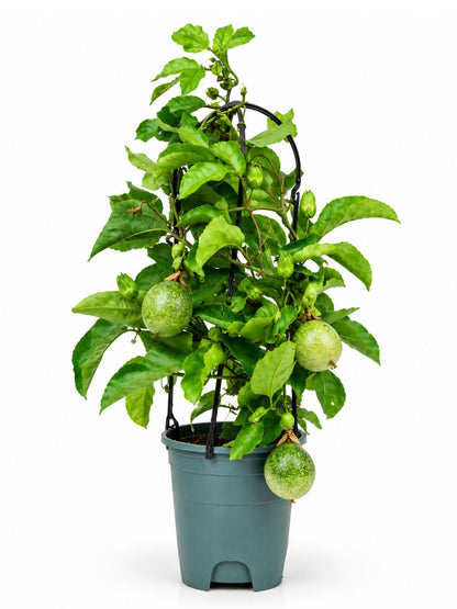 Potted passion fruit plant