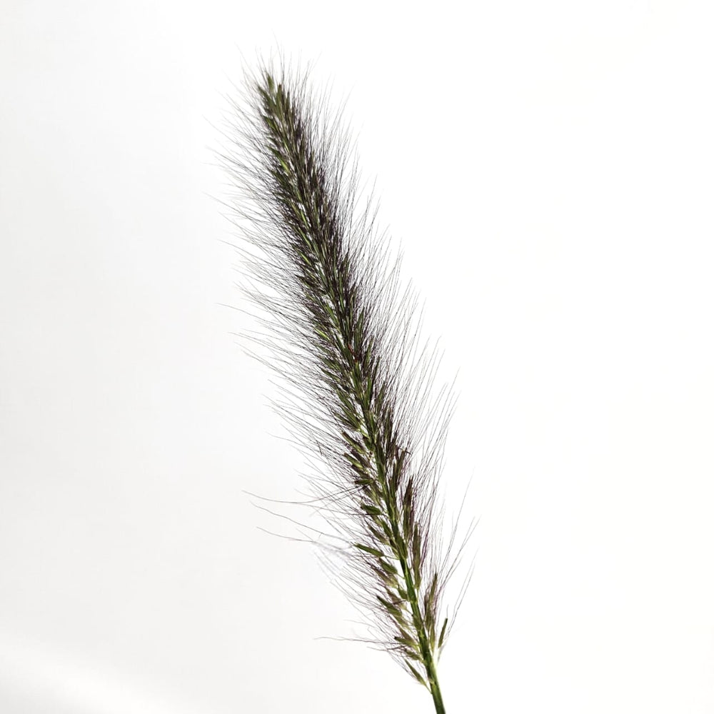 Pennisetum