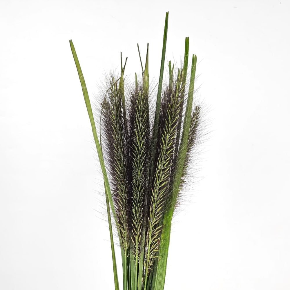 Pennisetum