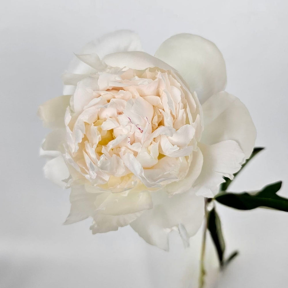 Peony Avalanche Blush