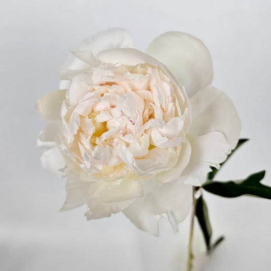 Fresh Cut Flowers at Floristika