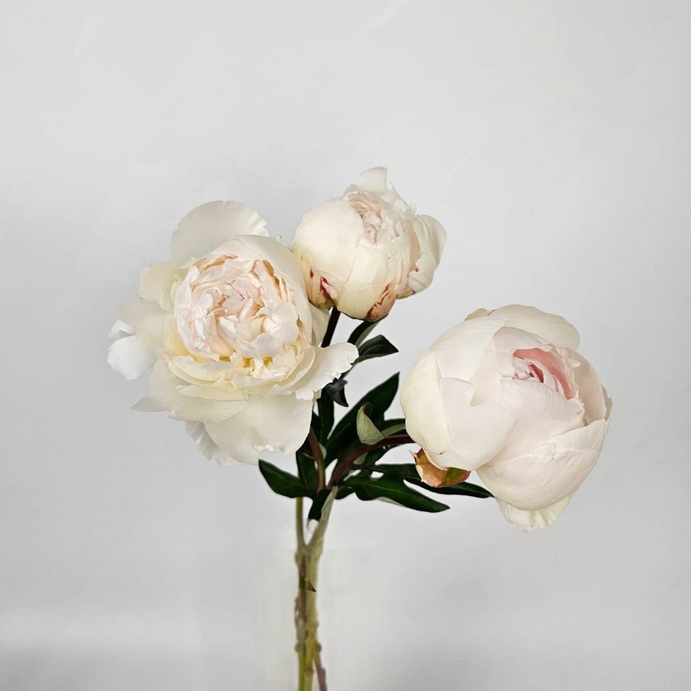 Peony Avalanche Blush