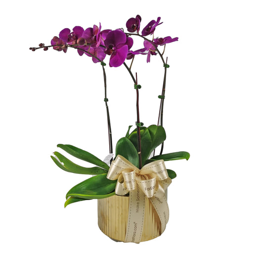 Perfect Plant Gift - Phalaenopsis Orchid Purple