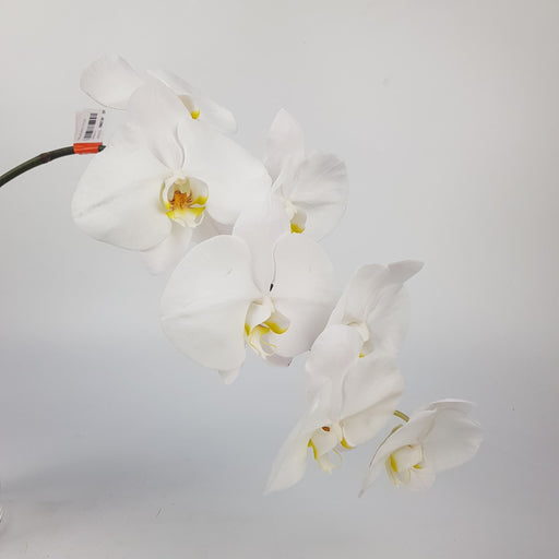 Phalaenopsis Cut Flower (Imported) - White
