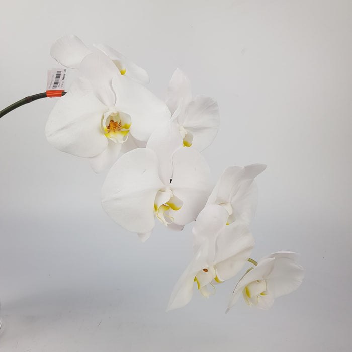 Phalaenopsis Cut Flower (Imported) - White