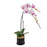Plant Gift - Phalaenopsis Orchid Light Purple