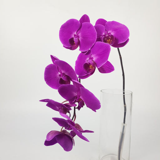 Phalaenopsis Cut Flower (Imported) - Purple
