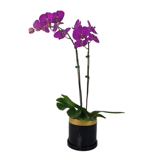 Plant Gift - Phalaenopsis Orchid Purple
