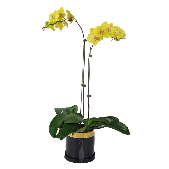 Plant Gift - Phalaenopsis Orchid Yellow