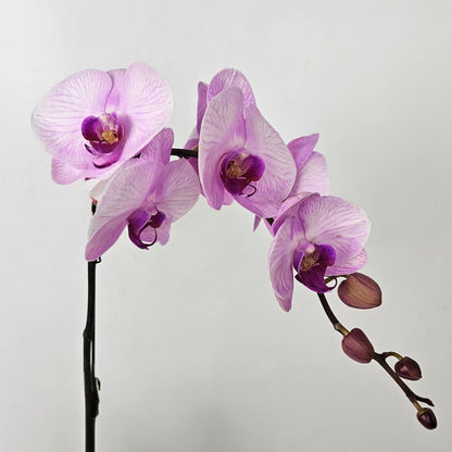 Phalaenopsis at Floristika