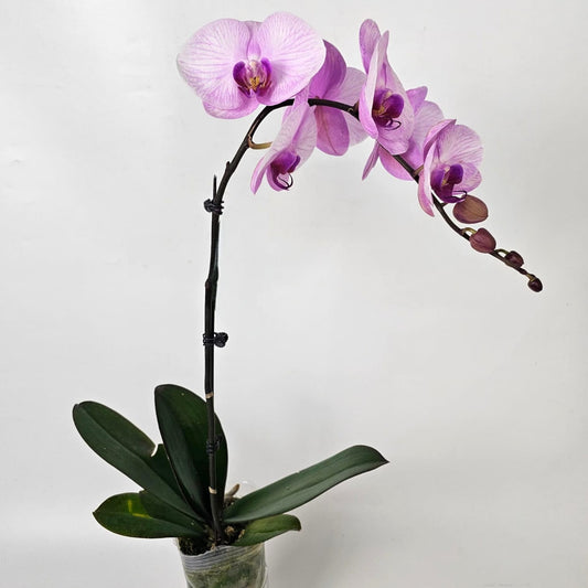 Phalaenopsis at Floristika