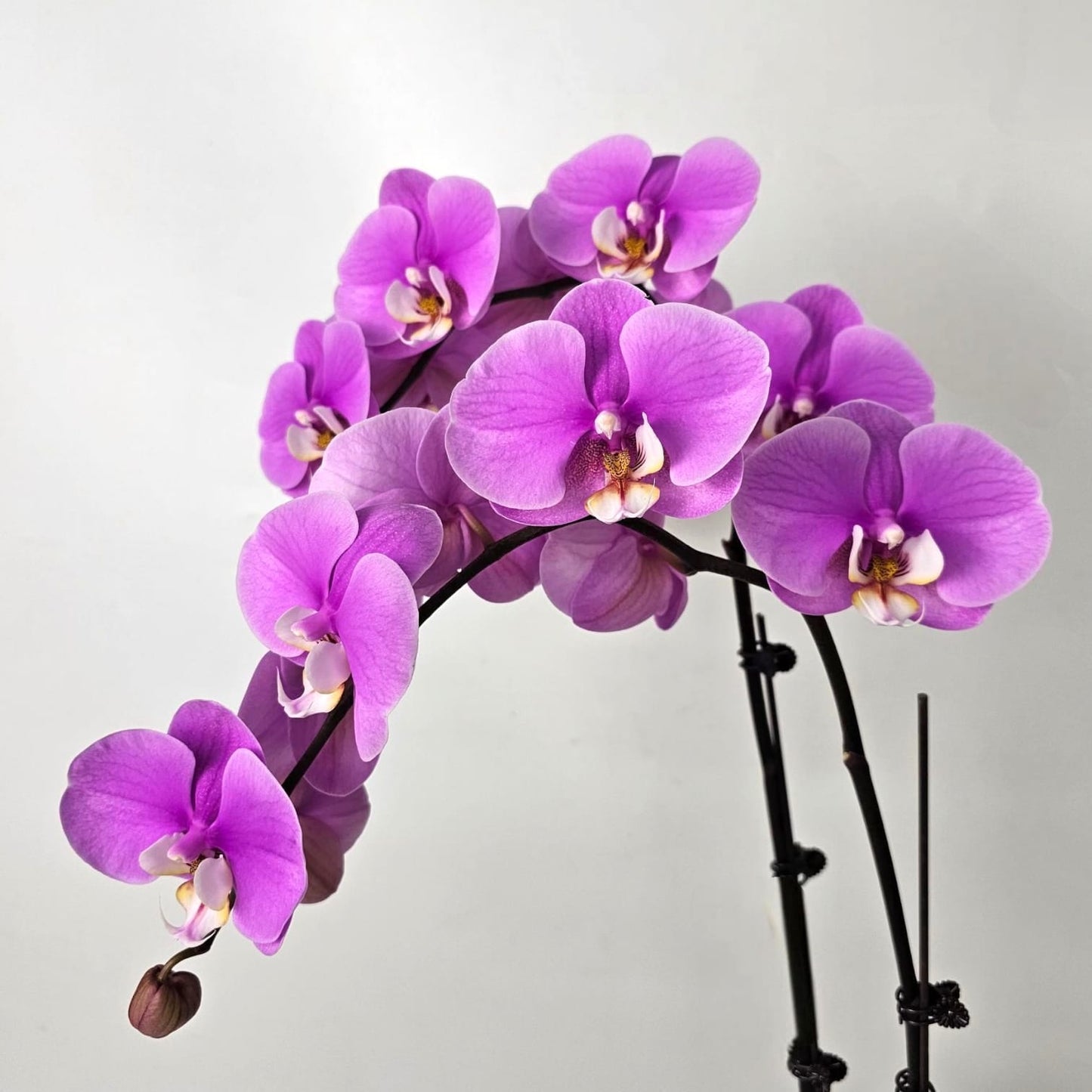 Phalaenopsis at Floristika