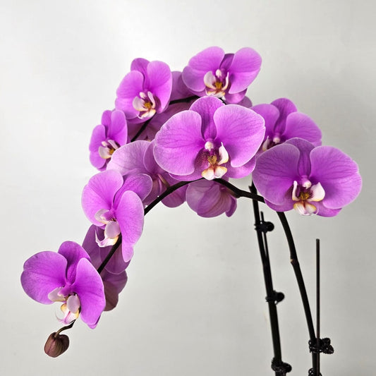 Phalaenopsis at Floristika