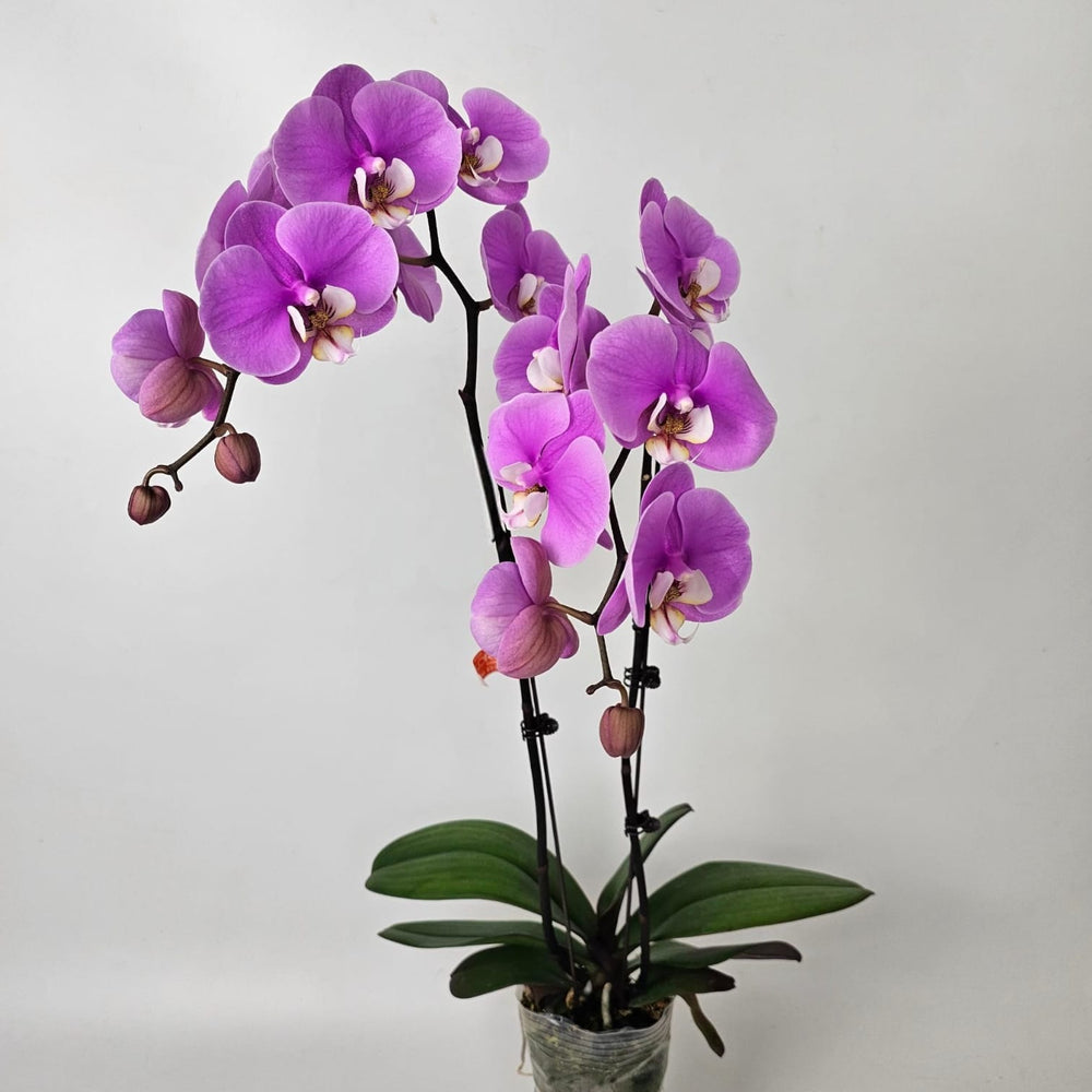 Phalaenopsis 3.5 Inch (Purple)