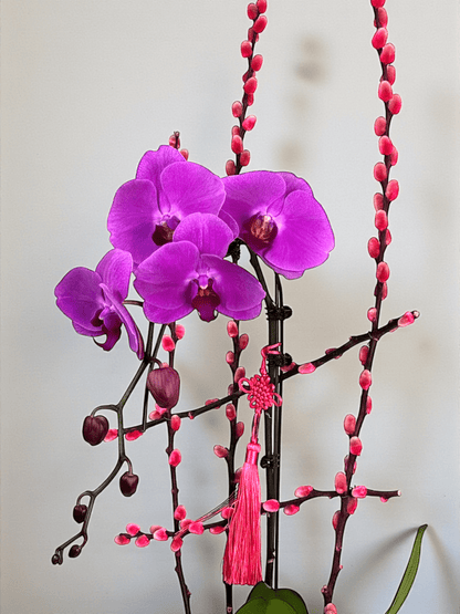 Double Happiness 喜福成双 – Phalaenopsis