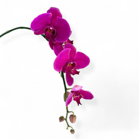 Fresh Cut Flowers at Floristika 