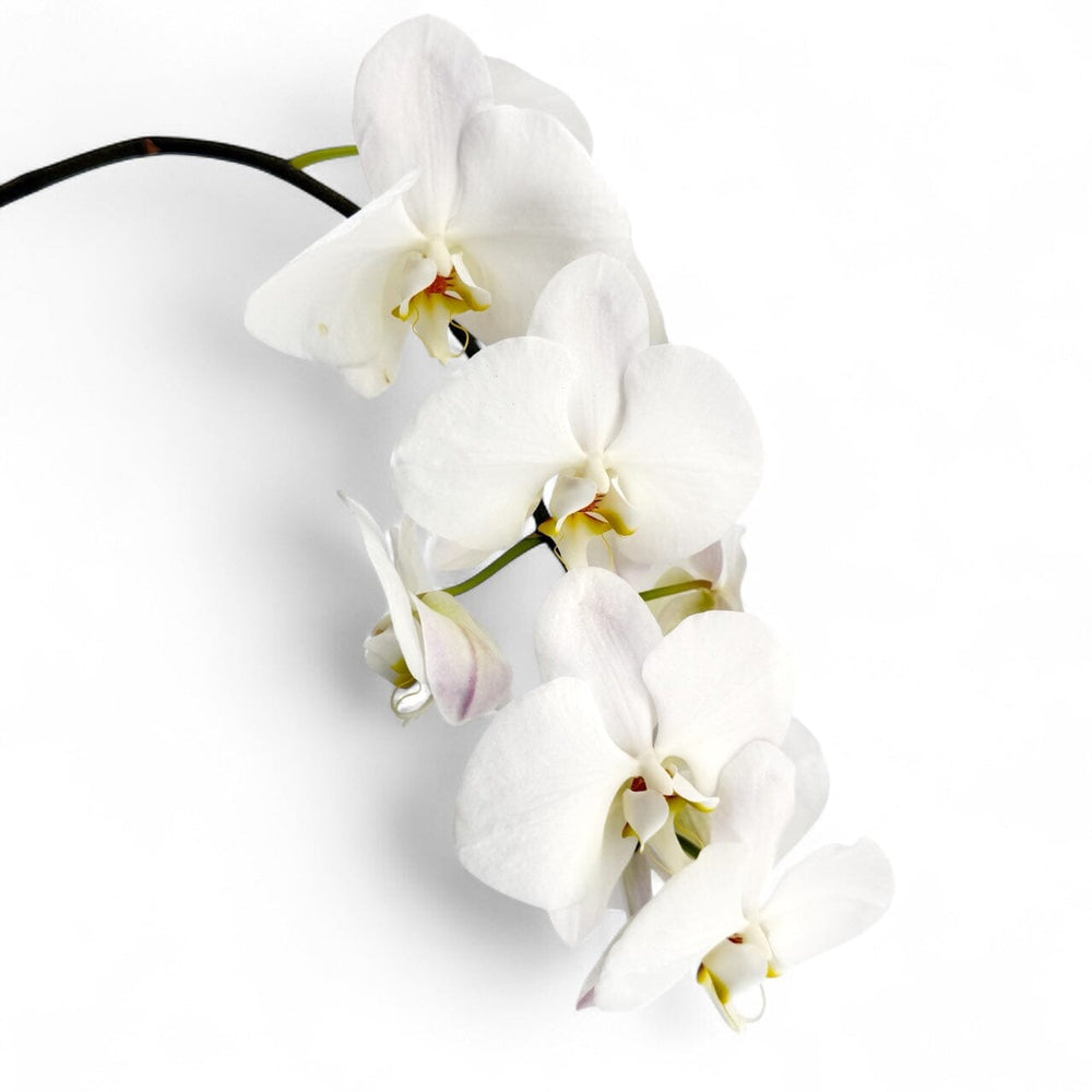 Phalaenopsis Per Stem - White