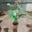 Philodendron Dragon Head - 3ft