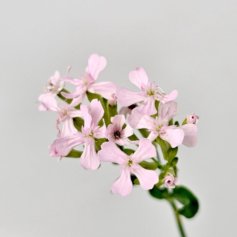 Phlox - Light Pink