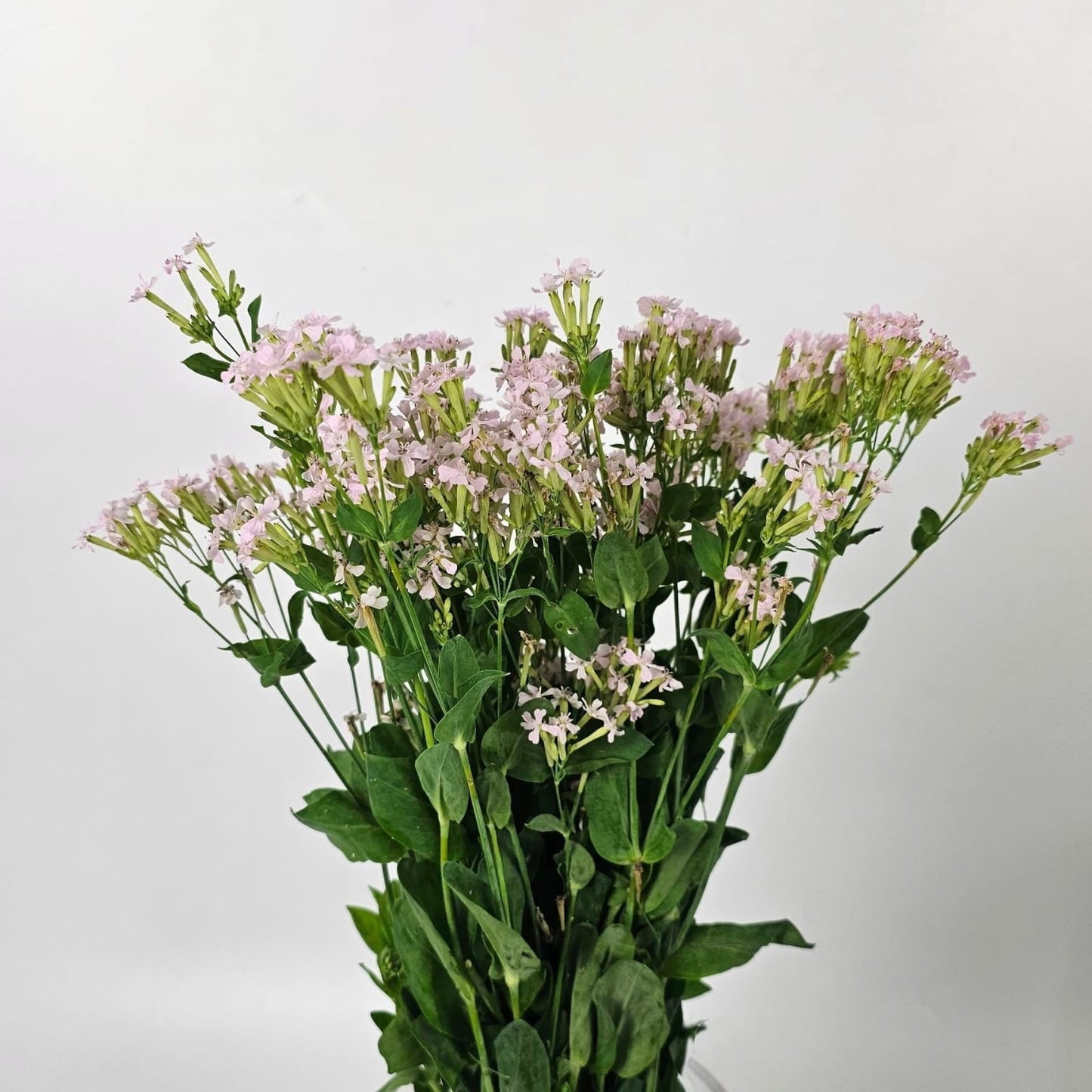 Fresh Cut Flowers at Floristika