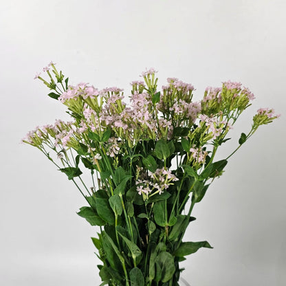 Fresh Cut Flowers at Floristika