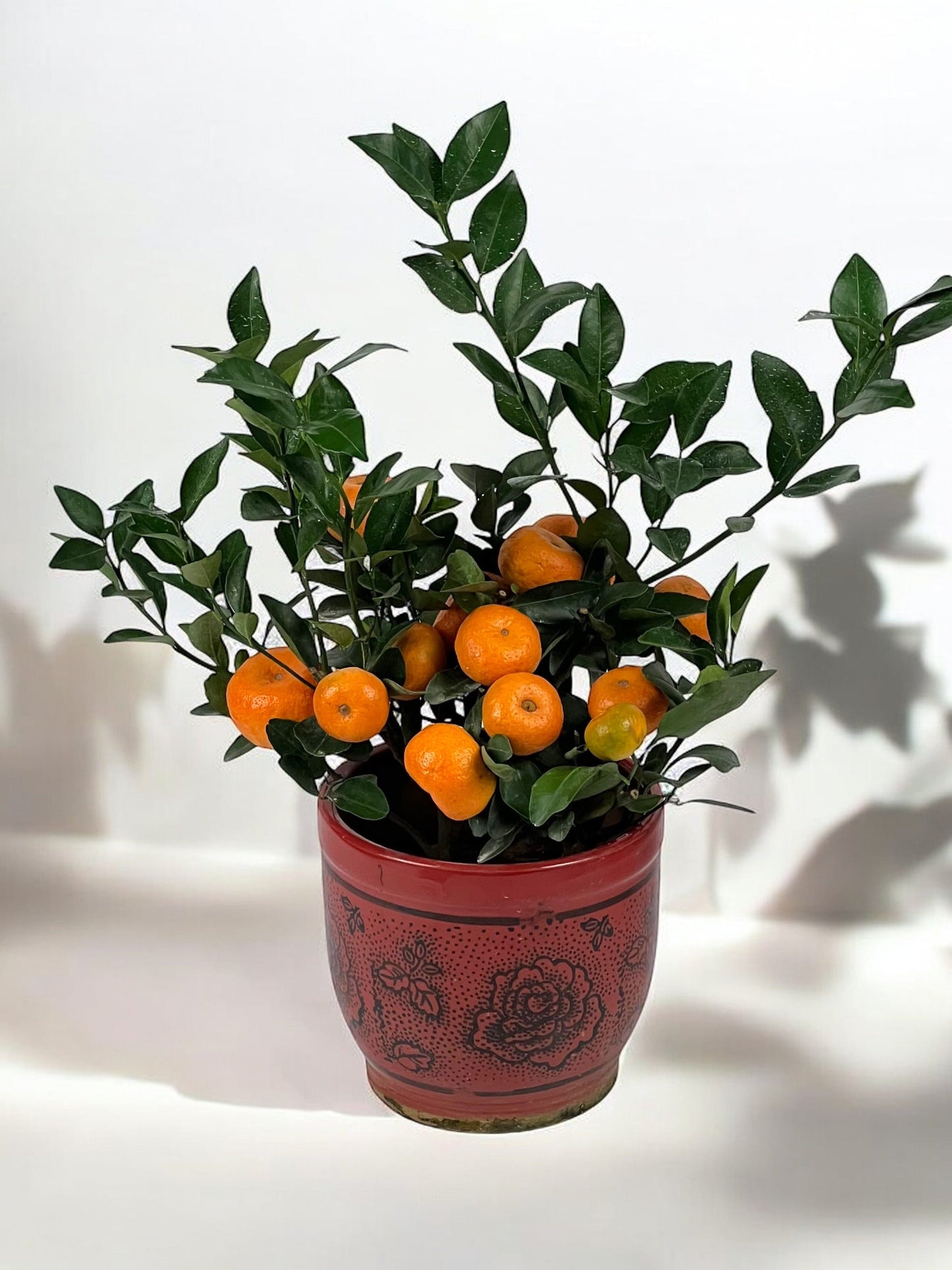 Tangerine / Zhu Sha Ju / èœœæ©˜æ ‘