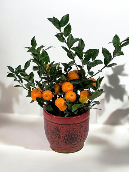Tangerine / Zhu Sha Ju / èœœæ©˜æ ‘