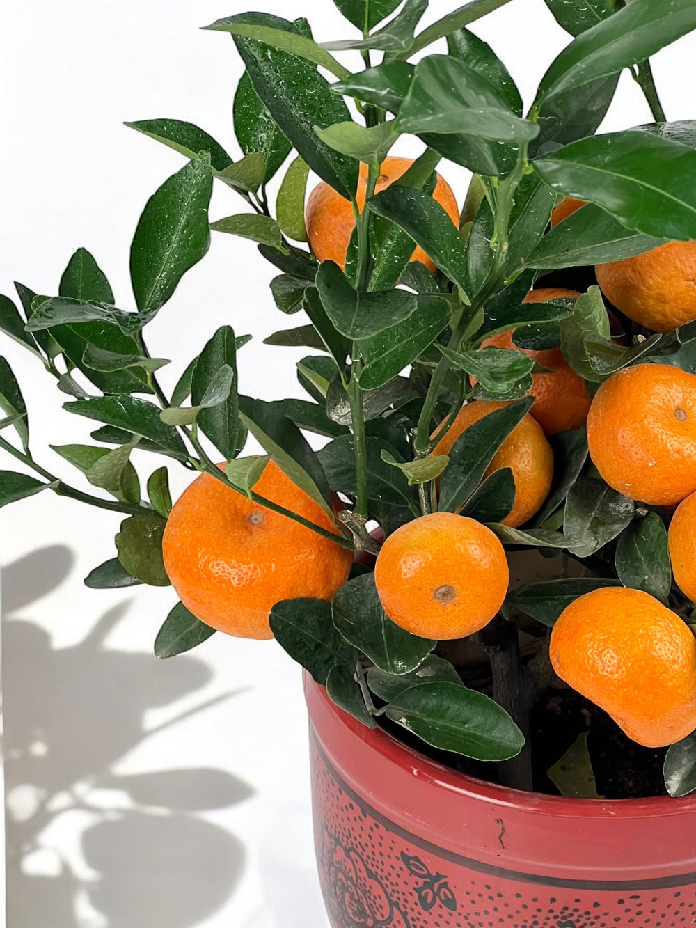 Tangerine / Zhu Sha Ju / èœœæ©˜æ ‘