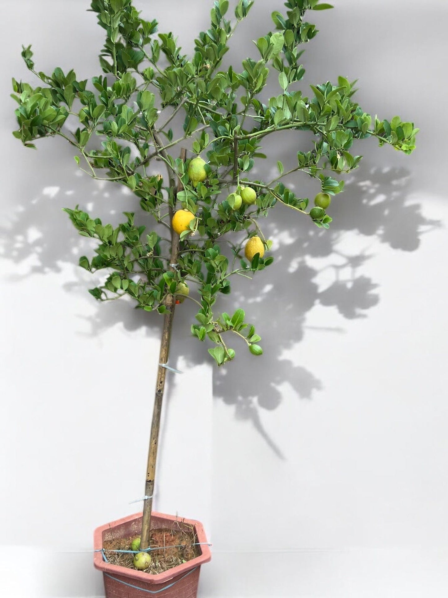 Lemon Tree / æŸ æª¬æ ‘ - 5ft