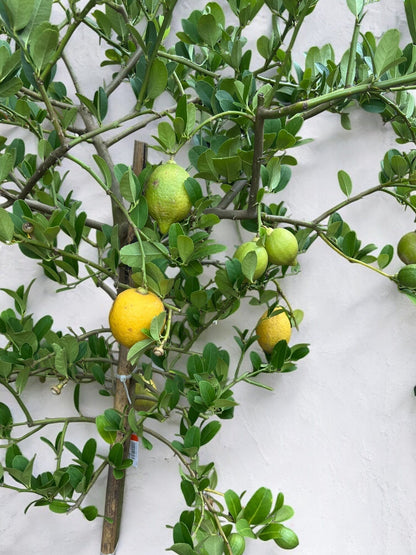 Lemon Tree / æŸ æª¬æ ‘ - 5ft