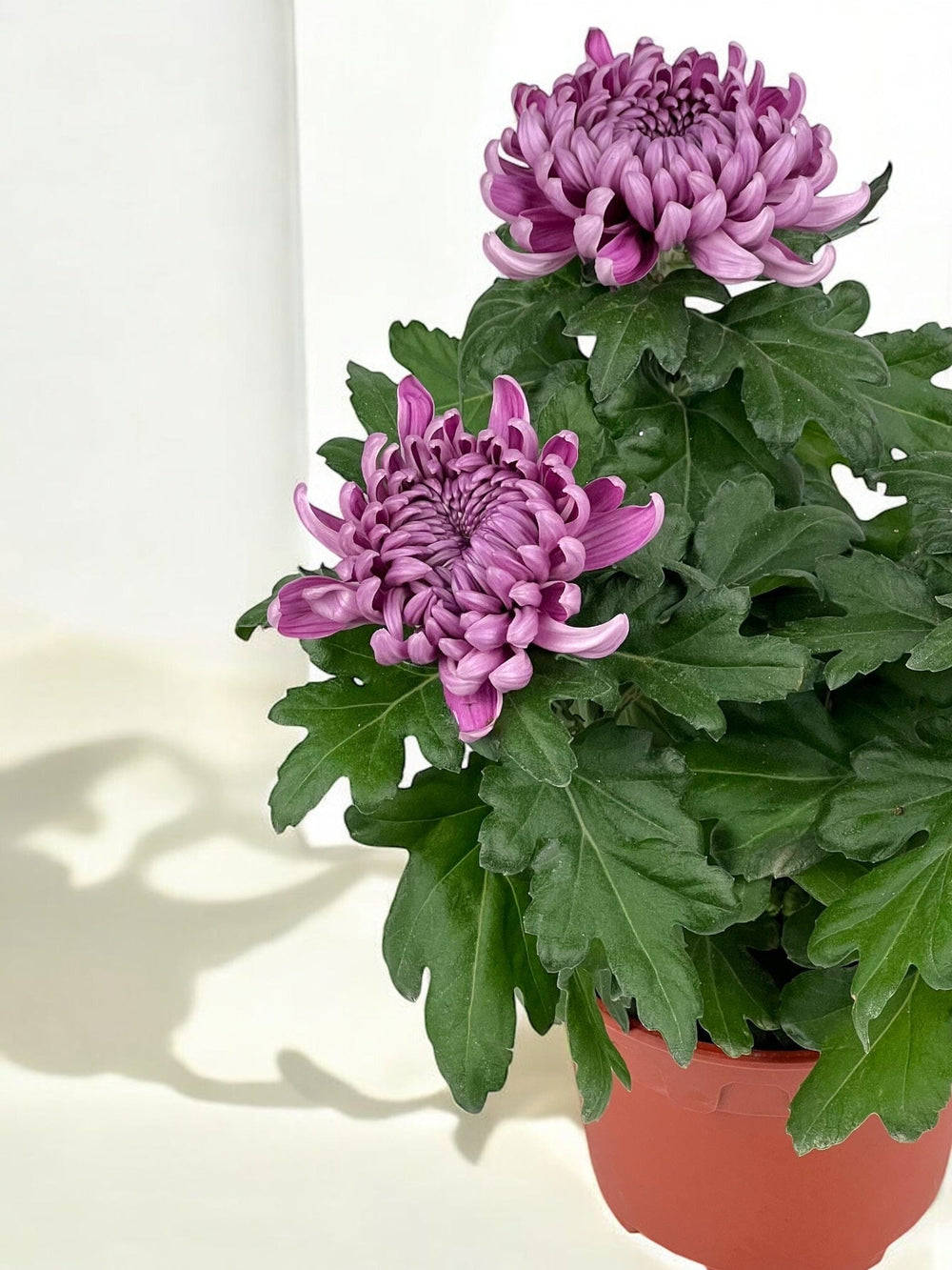 Chrysanthemum Cosmo - Purple (P150)