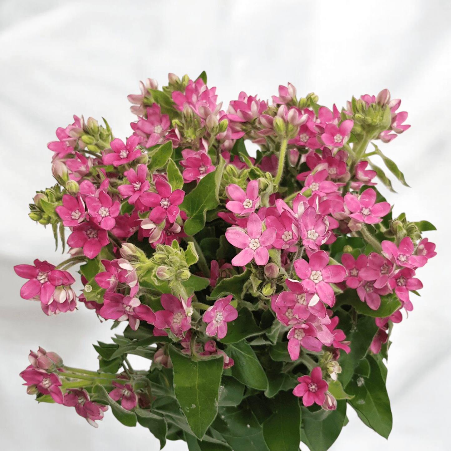 Oxypetalum Pink