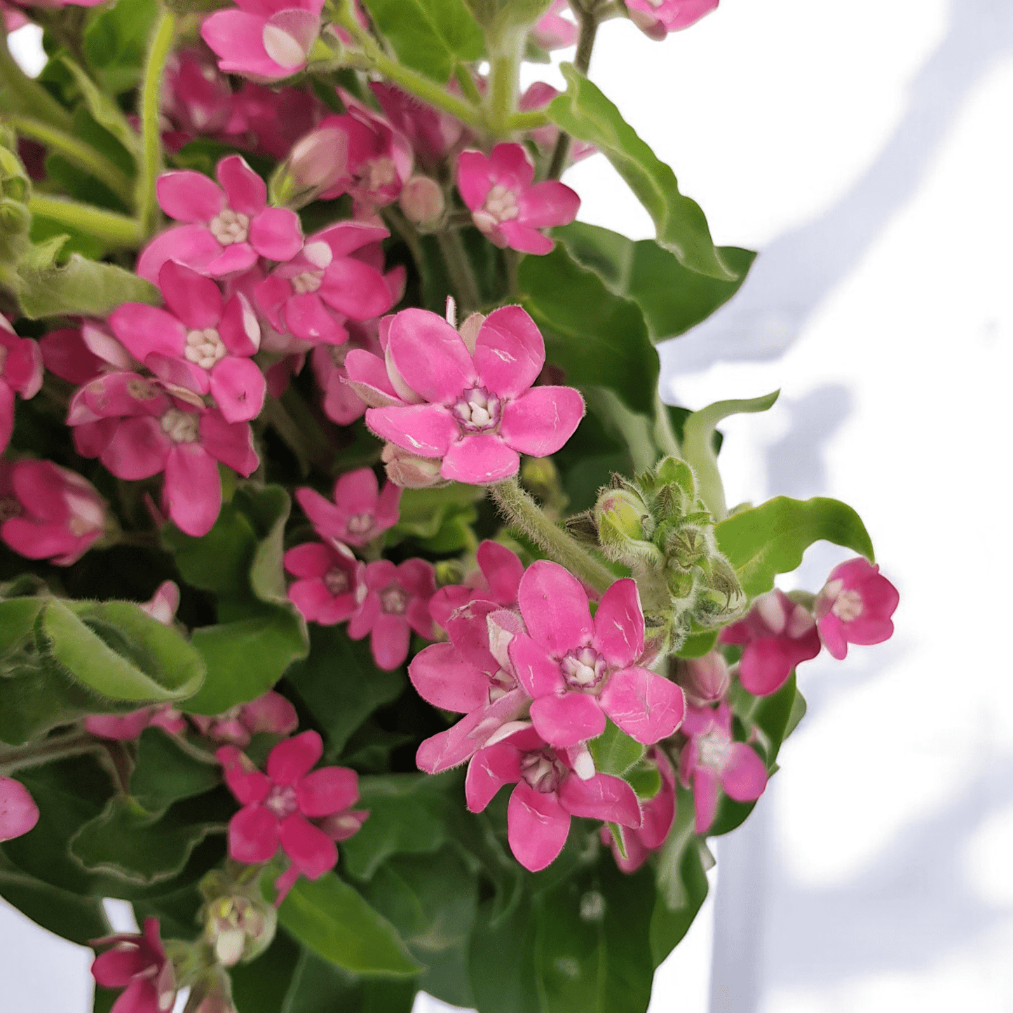 Oxypetalum Pink